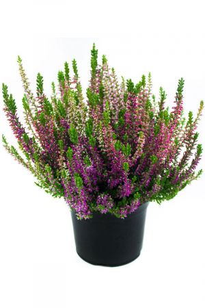 10 Pflanzen Calluna vulgaris Trios Wildbeery, Besenheide, Winterheide, Beauty Lady´s im Topf 