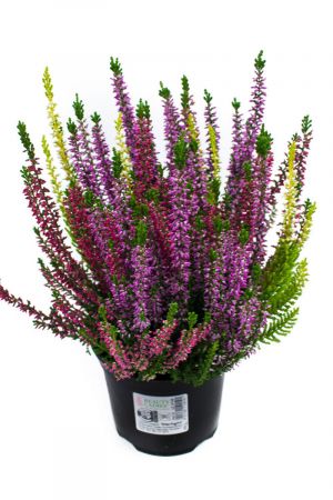 10 Pflanzen Calluna vulgaris Trios Milka, Besenheide, Winterheide, Beauty Lady´s  im Topf 