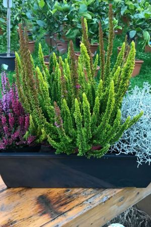 Herbst Balkonkasten 40cm breit, Winterheide, Calluna vulgaris Trio Mila (Besenheide), Stacheldraht & Skyline Trio 