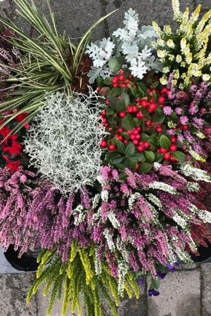 Herbst Blumen Super Set Set Nr.12 Calluna vulgaris Trios Milka & Wildbeery, Knospenheide, Viola, Scheinbeere, Silberblatt, Stacheldraht.....
