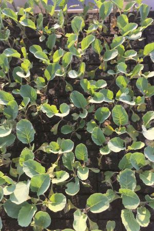 Blumenkohl Pflanzen, Jungpflanzen, Blumenkohl im 10er Set