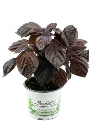 Japanisches Basilikum Shiso, Perilla (Perilla frutescens), Basilikum Kräuter Pflanze 