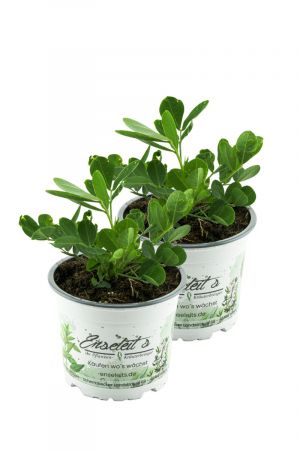 2er Set Erdnuss Pflanze, Arachis hypogaea Erdnuss, frische Pflanze im Topf direkt aus der Gärtnerei Enseleit