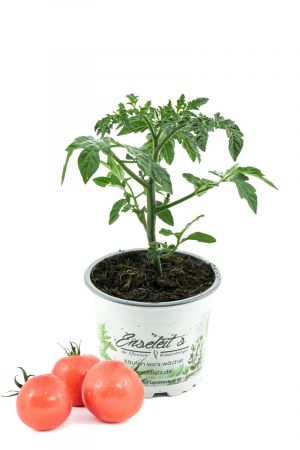 Tomate Berner Rose, Tomatenpflanze, frische Tomaten Pflanze