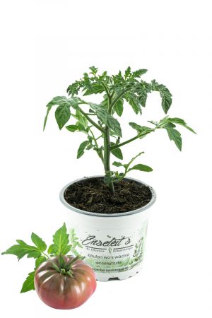 Krim Tomate, Tomatenpflanze, frische Tomaten Pflanze