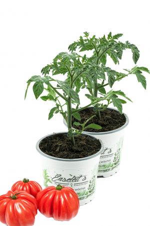 2er Set Fleischtomate Buffalo Steak F1, frische Tomaten Pflanze,Tomatenpflanzen