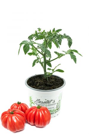 Fleischtomate Buffalo Steak F1, frische Tomaten Pflanze,Tomatenpflanzen