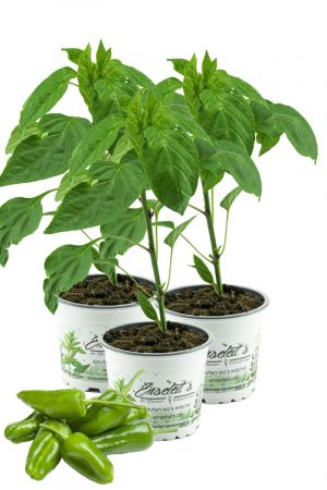 3x Spanische Padron Brapaprika - Pimientos de Padrón Pflanzen direkt aus der Gärtnerei