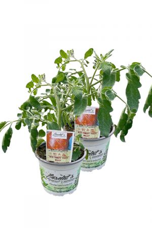 2er Set Tomatenpflanze Alte Tomate 'Fuzzy Wuzzy'