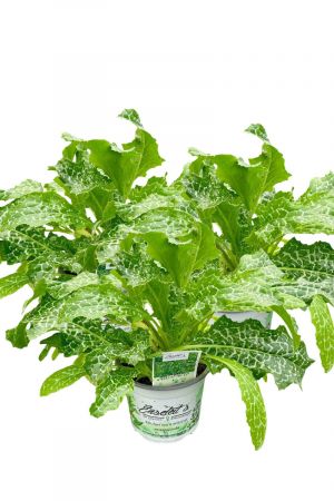 3er Set Mariendistel