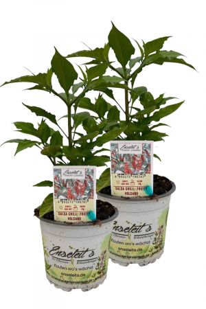 2er Set Salsa Chili - Fruity Volcano Chilipflanzen aus nachhaltigem Anbau