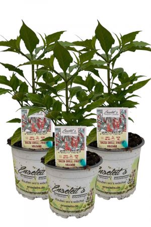 3er Set Salsa Chili - Fruity Volcano Chilipflanzen aus nachhaltigem Anbau