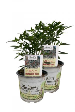 2er Set Demon Red Chili Chilipflanzen aus kontrolliertem Anbau