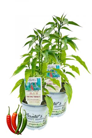2er Set Thai Chili Toofan F1 Chilipflanzen aus nachhaltigem Anbau