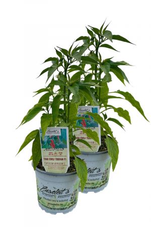 2er Set Thai Chili Toofan F1 Chilipflanzen aus nachhaltigem Anbau
