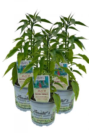 3er Set Thai Chili Toofan F1 Chilipflanzen aus nachhaltigem Anbau