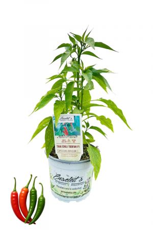 Thai Chili Toofan F1 Chilipflanze aus nachhaltigem Anbau