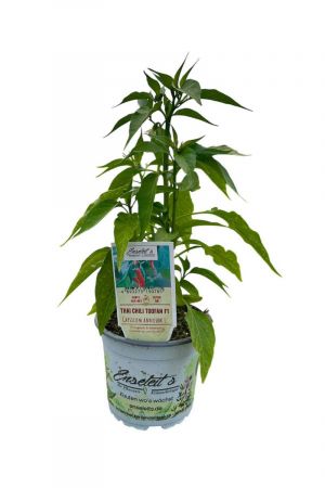 Thai Chili Toofan F1