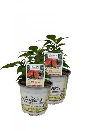 2er Set Naga Jolokia Red Chili Chilipflanzen für Extrem-Schärfe-Liebhaber