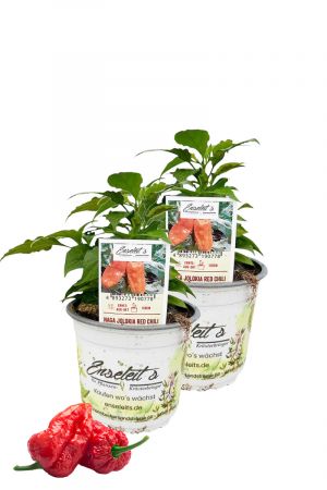 2er Set Naga Jolokia Red Chili Chilipflanzen für Extrem-Schärfe-Liebhaber