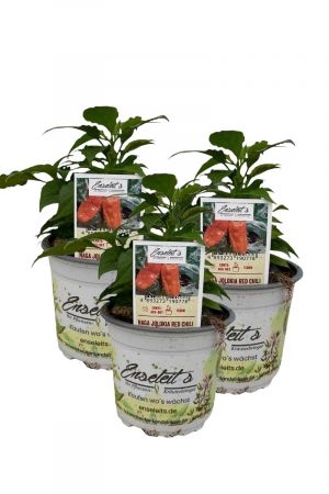 3er Set Naga Jolokia Red Chili Chilipflanzen für Extrem-Schärfe-Liebhaber