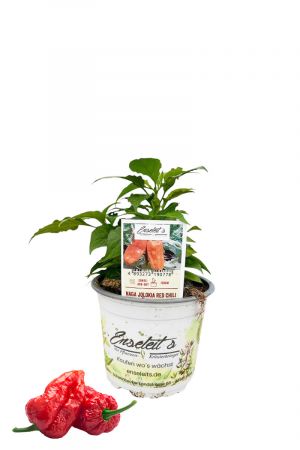 Naga Jolokia Red Chili Chilipflanze für Extrem-Schärfe-Liebhaber