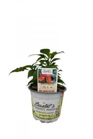 Naga Jolokia Red Chili
