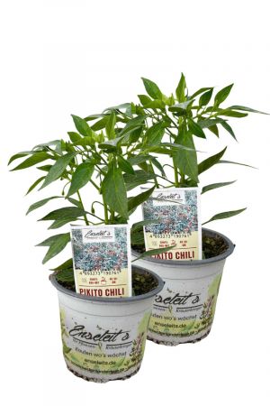 2er Set Pikito Chili Chilipflanzen für milde Genießer