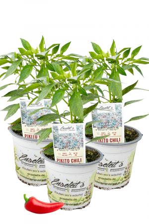 3er Set Pikito Chili Chilipflanzen für milde Genießer