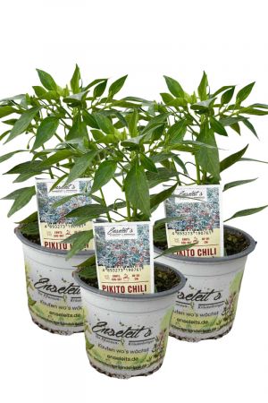 3er Set Pikito Chili Chilipflanzen für milde Genießer