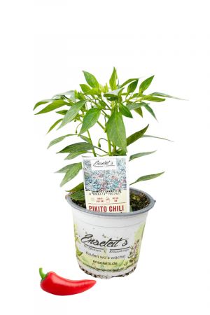 Pikito Chili Chilipflanze für milde Genießer