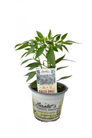 Pikito Chili