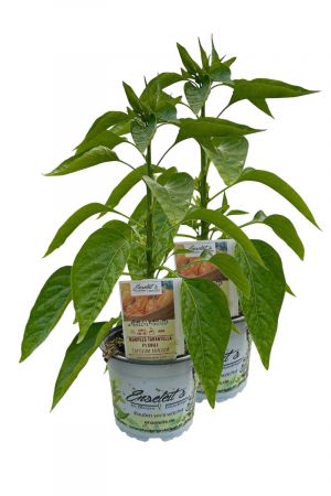 2er Set Burpees Tarantella F1 Chili Chilipflanzen mit leuchtend orangefarbener Frucht