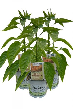 3er Set 2er Set Burpees Tarantella F1 Chili Chilipflanzen mit leuchtend orangefarbener Frucht