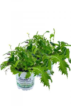 2er Set ASIA-SALAT MILD-SCHARFER, BRASSICA RAPA, Salatpflanze
