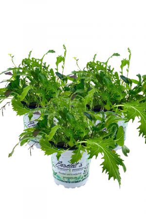 3er Set ASIA-SALAT MILD-SCHARFER, BRASSICA RAPA, Salatpflanze
