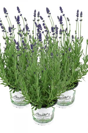 3er Set Lavendel Pflanze "Hidcote Blue" im 13cm Topf, Lavendula Angustifolia,  winterhart