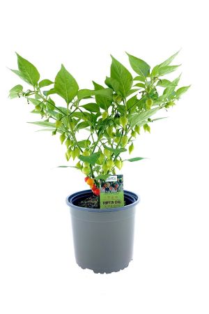 XXL Topf Tropfen-Chili mit Früchten, Tropfenchili Pflanze aus Nachhaltigem Anbau!