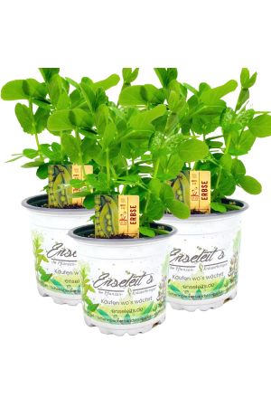 3er Set Erbsen Pflanze (Pisum sativum) im Topf, aus nachhaltigem Anbau 