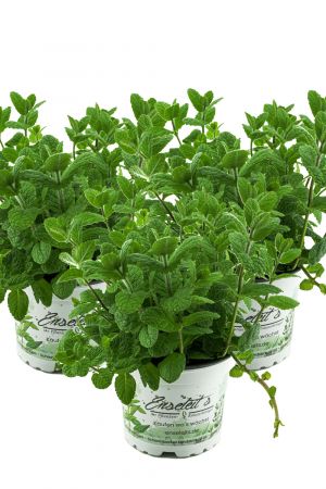3er Set Apfel Minze,frische Apfelminze,Mentha suaveolens