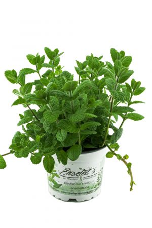 Apfel Minze,frische Apfelminze,Mentha suaveolens