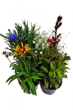 Sommerblumen bunter Stauden Mix, 4 schöne Beet/Balkon & Stauden Pflanzen 