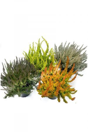 Calluna Vulgaris, 4 Sunset Girls, Besenheide, Heidepflanzen