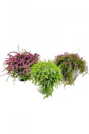 Hängende Calluna Vulgaris, Gardengirls, 3 Rasta Girls, Besenheide, Heidepflanzen
