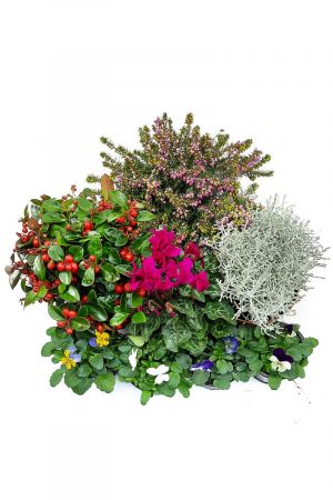 Herbst Blumen Set Nr.14 Stacheldraht, Scheinbeere, Schneeheide, Alpenveilchen, Hornveilchen