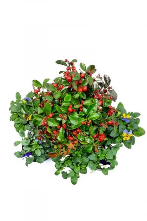 Herbst Blumen Set Nr.15 Scheinbeere (Gaultheria/Rebhuhnbeere) & Hornveilchen (Viola Cornuta), 7 Pflanzen Winterhart!