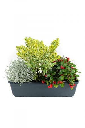 Herbst Balkonkasten 40cm breit,  Calocephalus brownii,  Strauchveronika & Scheinbeere
