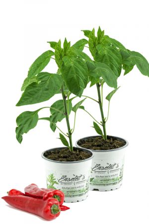 2x Spitzpaprika rot 'Conored F1', Capsicum annuum, frischer Paprika