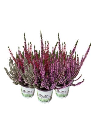 3 Calluna vulgaris, Winterheide "Fluffy", Besenheide