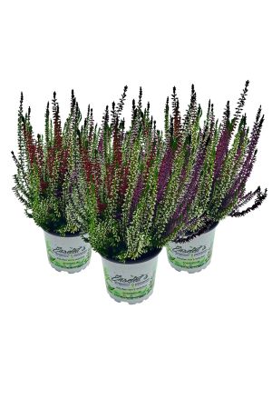 3 Calluna vulgaris, Winterheide dreifarbig rot-weiß-lila, Besenheide